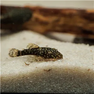 Krunýřovec sp. M 4 cm