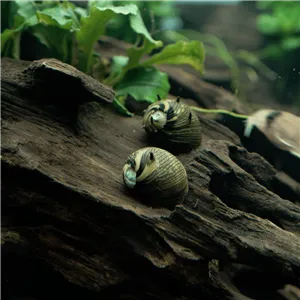 Šnek Clithon corona "Sun snail" 1,5 cm Šnek Clithon corona "Sun snail" 1,5 cm