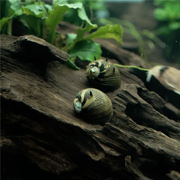 Šnek Clithon corona "Sun snail" 1,5 cm