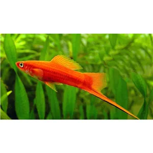 Mečovka červená Mečovka červená