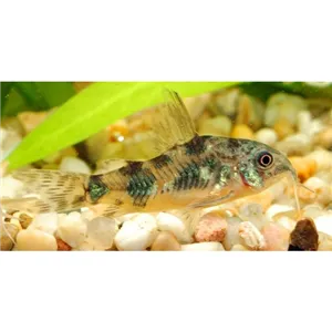 Pancéřníček skvrnitý Pancéřníček skvrnitý