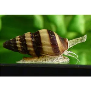 Anentome helena "Šnek kanibalský"