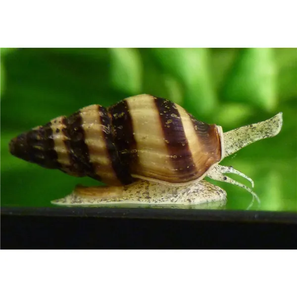 Anentome helena "Šnek kanibalský"