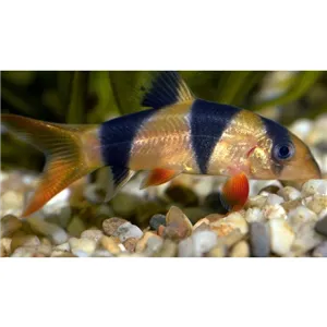 Mřenka nádherná 5 cm