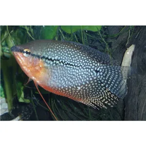 Čichavec  perleťový 4 cm