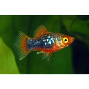 Plata červená - tuxedo 3cm