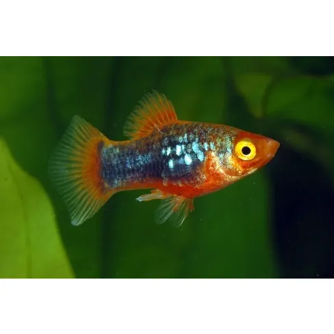 Plata červená - tuxedo 3cm