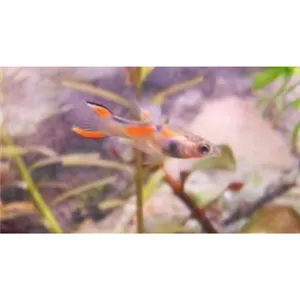 Živorodka Endlerova Živorodka Endlerova