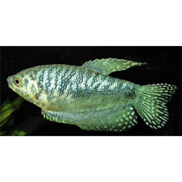 Čichavec šedý 4 cm