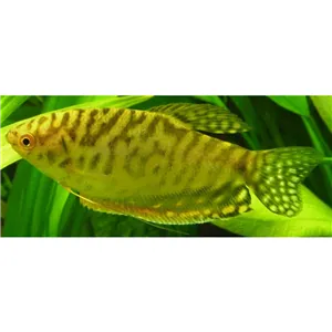 Čichavec zlatý 4 cm