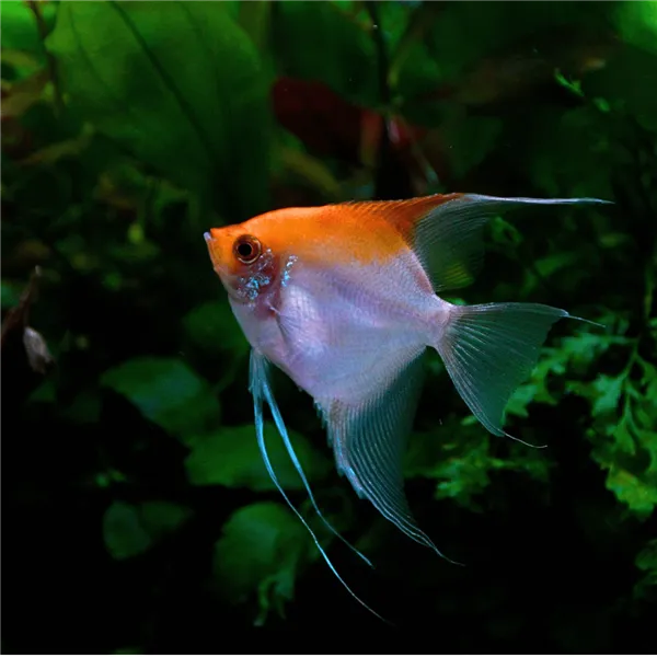 Skalára červená 5 cm