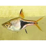 Razbora klínoskvrnná