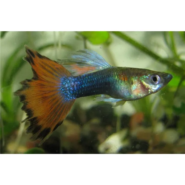 Razbora klínoskvrnná