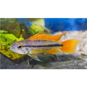 Cichlida papouščí