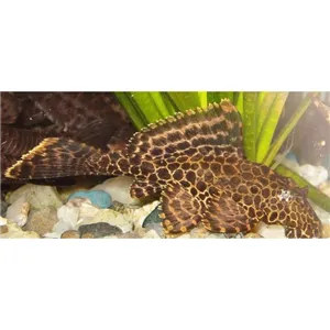 Krunýřovec síťovaný 5 cm