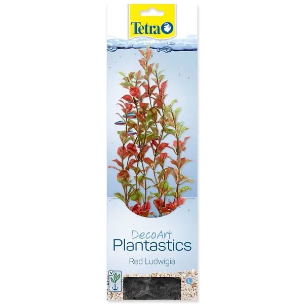 Rostlina Red Ludwiga 25-28 cm