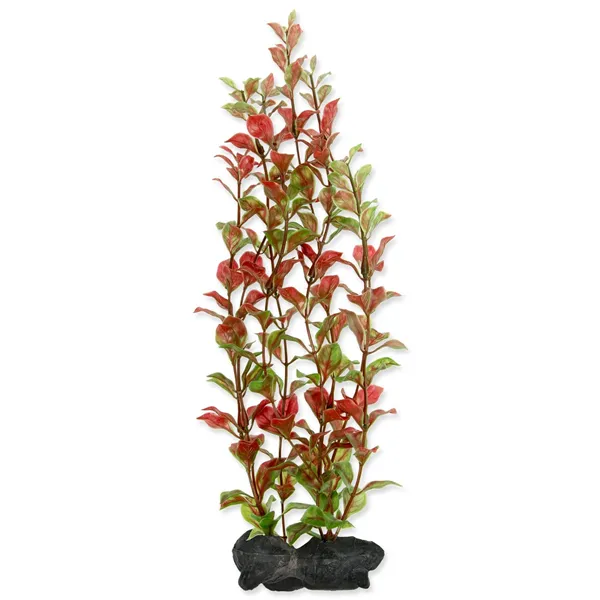 Rostlina Red Ludwiga 25-28 cm