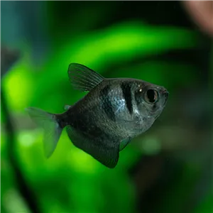 Tetra černá 3 cm Tetra černá 3 cm