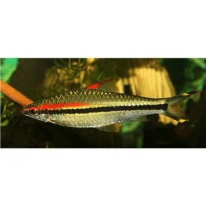 Parmička Denisonova Parmička Denisonova