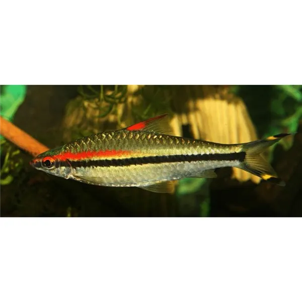 Parmička Denisonova