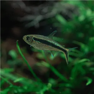Tetra křivopruhá 4 cm Tetra křivopruhá 4 cm