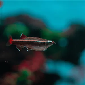 Kardinálka čínská 3 cm