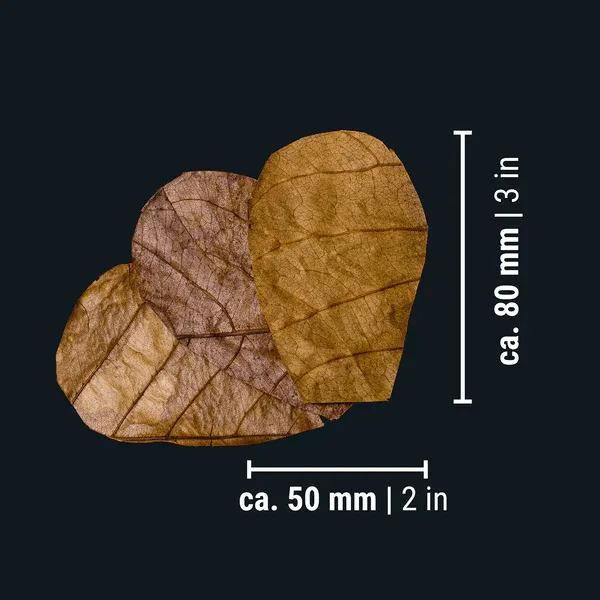 DENNERLE NANO CATAPPA LEAVES 12lístků