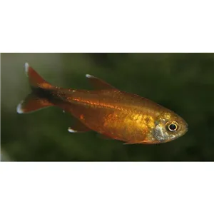 Krunýřovec černopruhý L190