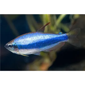 Tetra královská modrá