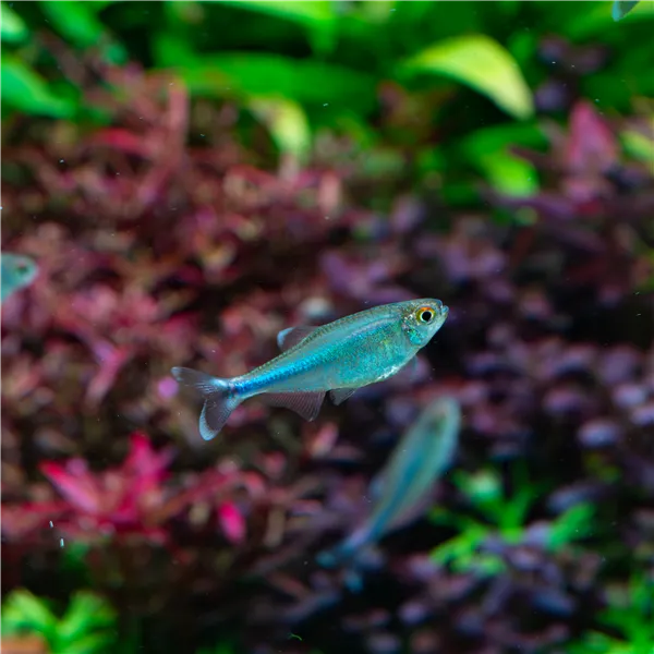 Tetra modrá