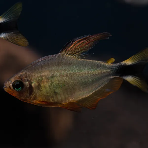 Tetra Procyon