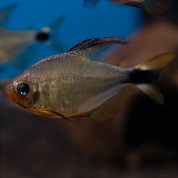 Tetra Procyon