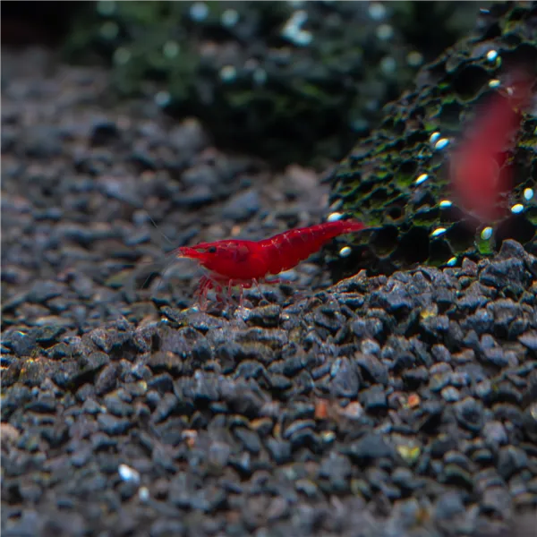 Neocaridina davidi "Red Cherry" 1 cm