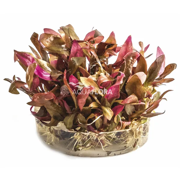 Aquaflora Alternanthera reineckii 