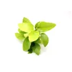 Dennerle Anubias nana Gold