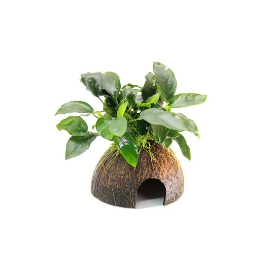Dennerle Anubias nana na kokosu 9 x 9 x 12 cm*