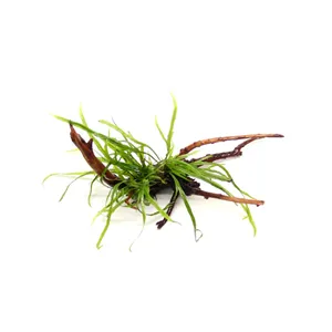 Dennerle Microsorum pteroptus 'Trident'  na pavoučím dřevě 14 x 8 x 10 cm*