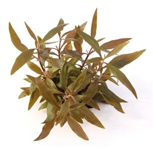 Dennerle Alternanthera reineckii Mini -Vitro Dennerle Alternanthera reineckii Mini -Vitro