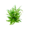 Dennerle Hygrophila pinnatifida In-Vitro Dennerle Hygrophila pinnatifida In-Vitro