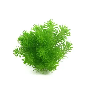 Dennerle Pogostemon deccanensis In-Vitro Dennerle Pogostemon deccanensis In-Vitro