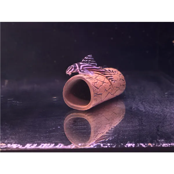 Pleco cave M