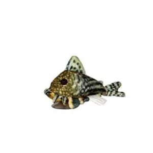 Plyšák Sterbai corydoras Plyšák Sterbai corydoras