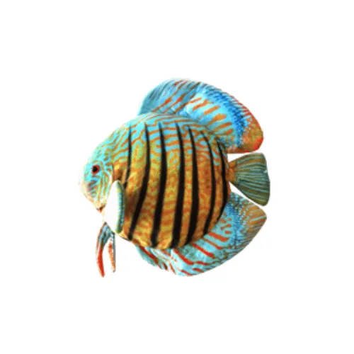 Plyšák Discus fish