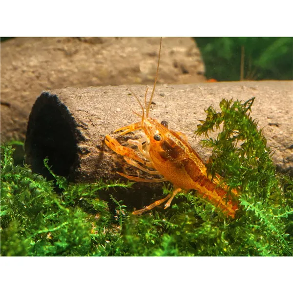 GlasGarten – Crispy Caves M 2 ks