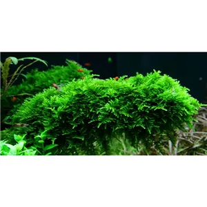 Tropica Vesicularia dubyana 'Christmas' 1-2 Grow!