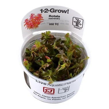 Tropica Rotala macrandra 1-2 Grow!