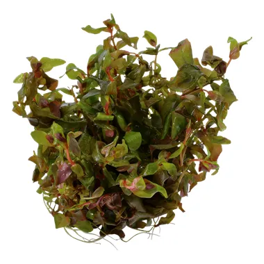 Tropica Rotala macrandra 1-2 Grow!