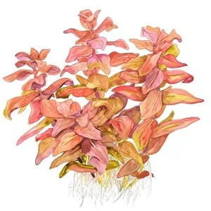 Tropica Rotala macrandra 1-2 Grow!