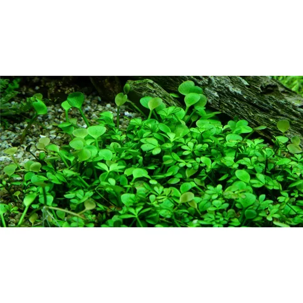 Tropica Marsilea hirsuta 1-2 Grow!