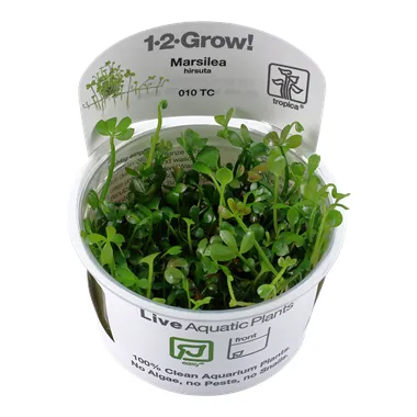 Tropica Marsilea hirsuta 1-2 Grow!